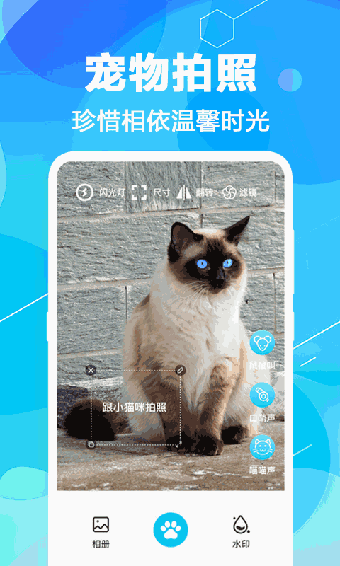 猫语翻译
